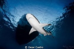 Silky Shark! by Oscar Castro 